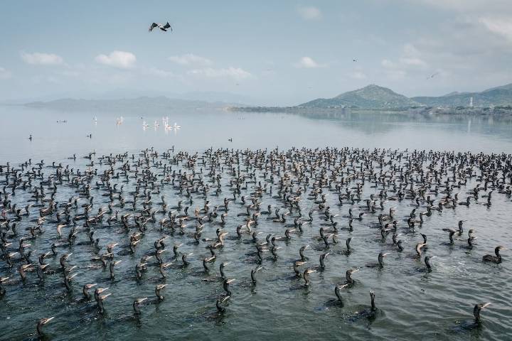 La expansión del puerto de Manzanillo amenaza el mayor humedal de Colima