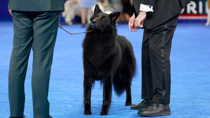 This majestic lady won the 2025 National Dog Show