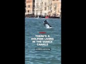 There's a dolphin living in the Venice canals