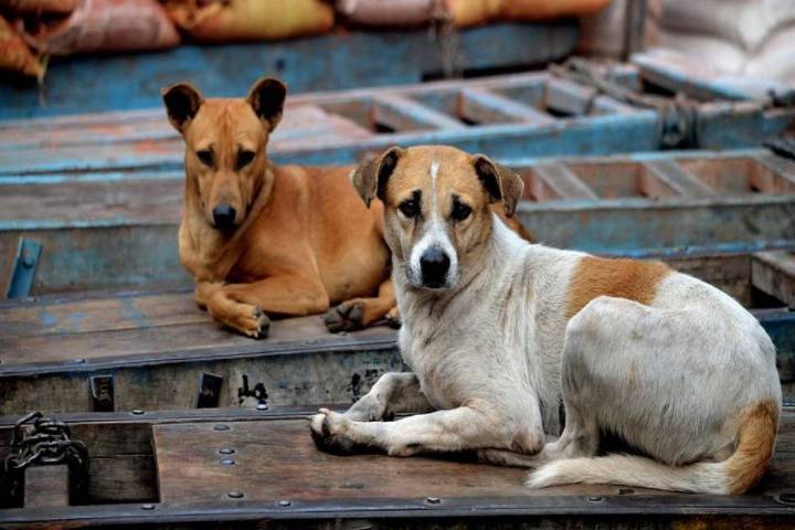 SC orders removal of all stray dogs from premises of educational institutions, hospitals, bus and railway stations