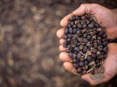 U.S. coffee tariffs remain too high, says top Brazil supplier