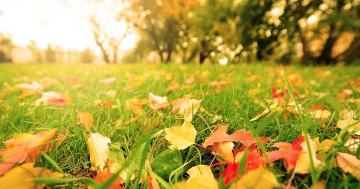 These three natural items will leave your garden green this November