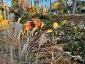 Rules for lawn vegetation in Ann Arbor are changing. Here’s what you need to know.