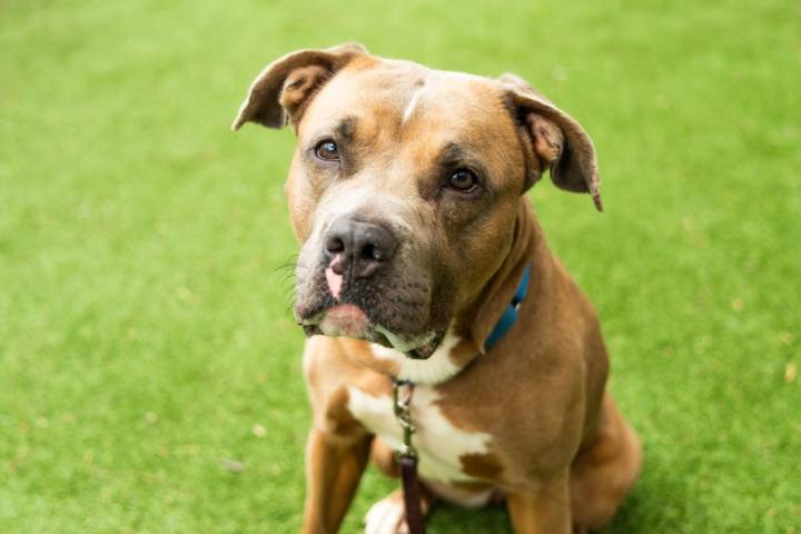 San Diego Humane Society in need of soft dog toys