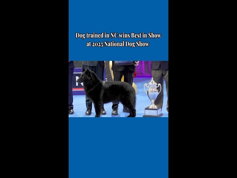Dog trained in NC wins Best in Show at 2025 National Dog Show