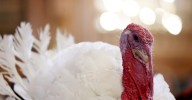 A defense of Thanksgiving turkey