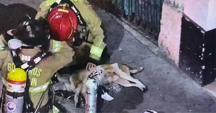 Bomberos rescatan con vida a un perrito atrapado entre las llamas en un local de Medellín