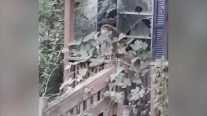 2nd escaped monkey fatally shot, leaving 1 monkey still on the loose after Mississippi crash