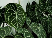 Pocos lo saben: cuál es la planta tropical de “bajo mantenimiento” ideal para principiantes porque es fácil de cuidar