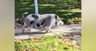Police officer's pig ‘Breakfast’ barrels through this Upstate NY city, attacks woman