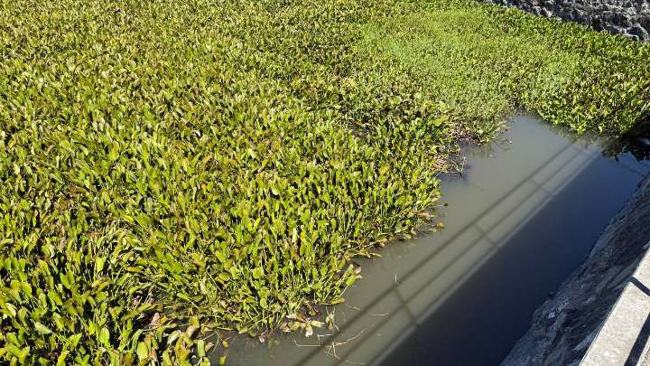 Hay que combatir aguas residuales en Laguna de Yuriria y evitar proliferación del lirio: diputadas