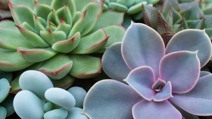 12 Types Of Succulents To Grow Based On Your Zodiac Sign