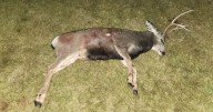 Deer was shot and left to waste in Black Eagle Park