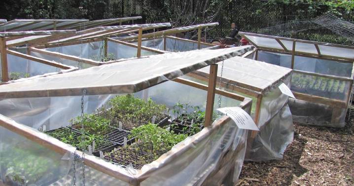 TIMOTHY DALY: Growing fresh vegetables throughout the winter