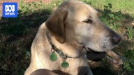 Labrador's dangerous dog declaration revoked by tribunal after family's appeal