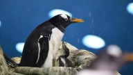 Muere en Loro Parque el pingüino papúa más longevo de Europa, con casi 40 años