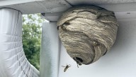 Why You Should Avoid Removing A Wasp Nest