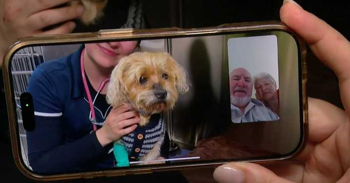 Enstein: missing dog reappears after seven weeks in South Australian scrub