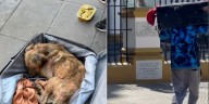 La emocionante historia de Ramón, un cachorro rescatado dentro de una valija que conmueve a las redes sociales
