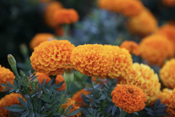 Flor de Cempasúchil y mandarina: la combinación perfecta para una mermelada llena de alma