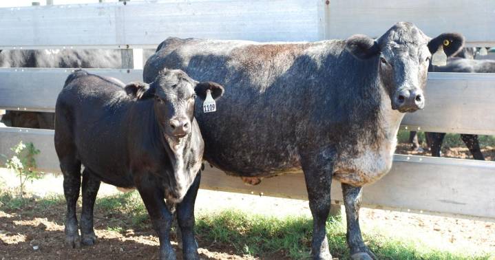 Long-term cattle performance focus of research review, call for collaboration