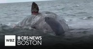 Massive dead whale on Nantucket will be towed out to sea