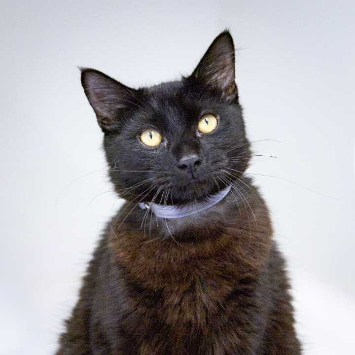 Pets of the Week: Pepe and Russet are ready for adoption