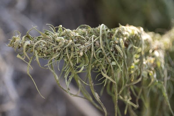 Deal to reopen government attacks hemp
