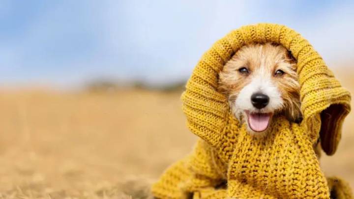 Un veterinario zanja el debate sobre si los perros deben llevar abrigo durante los paseos en invierno