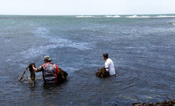Especialistas del CENPAT capacitarán sobre técnicas de recolección de algas