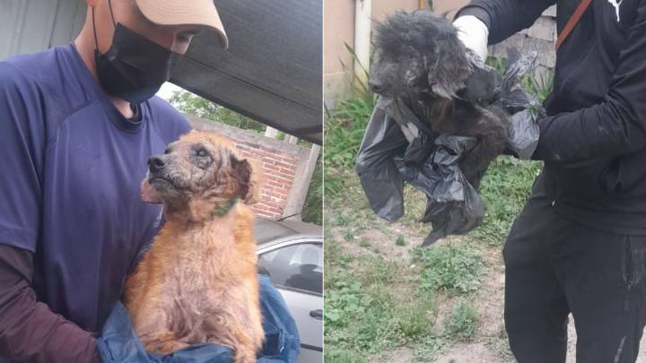 Maltrato animal: rescatan dos perros desnutridos en una casa de Palpalá