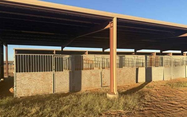 Extreman precauciones en NM por brote de herpes equino