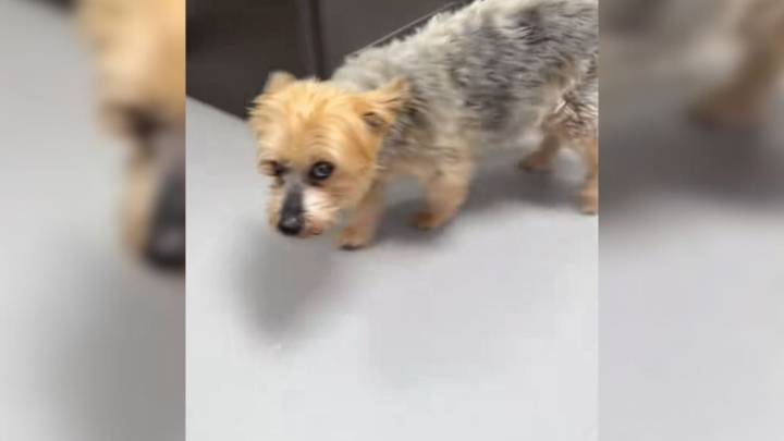 Concerned Colorado Owner Rushes Dog To Vet For Choking, Surprised By What Happens Next