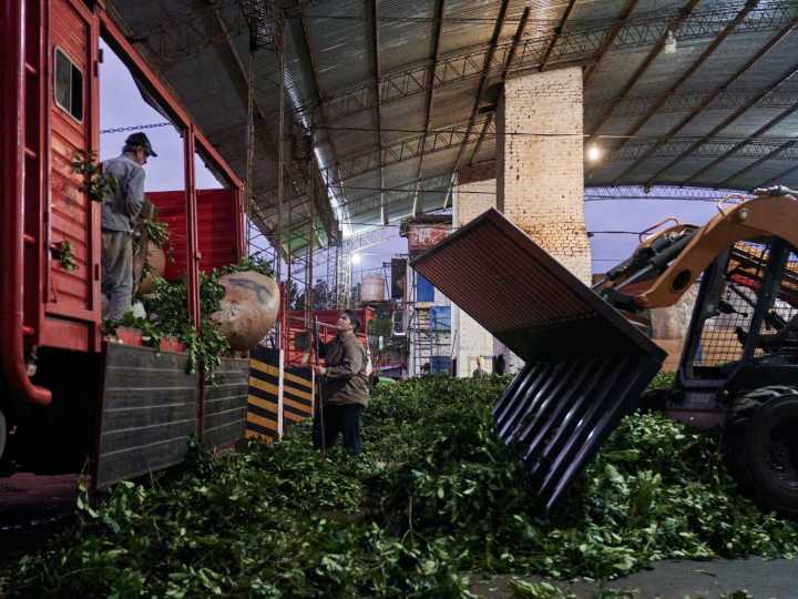 Milei le quitó al organismo que regulaba al sector yerbatero toda capacidad de intervenir en el mercado y fijar precios