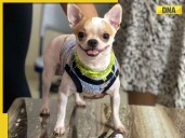 Bengaluru shocker! Viral video shows domestic help assaulting pet dog who dies