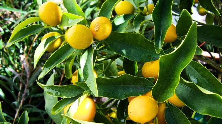 Árbol limonero: por qué recomiendan eliminar los limones más pequeños y para qué sirve
