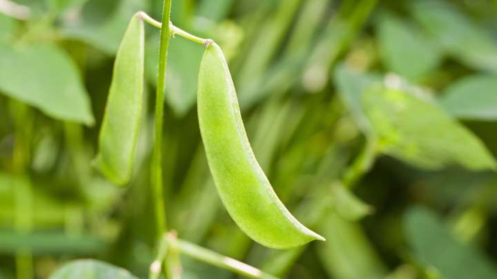10 Best Plants To Grow Next To Lima Beans (And 3 To Avoid)