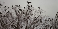 Efforts to disperse flocks of crows set Thursday evening in Watertown