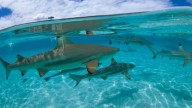 Una turística bahía de Australia se llena de tiburones