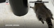 Raccoon goes on drunken rampage in Virginia liquor store and passes out on bathroom floor