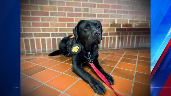 Evansville Fire Department fire dog completes first shift
