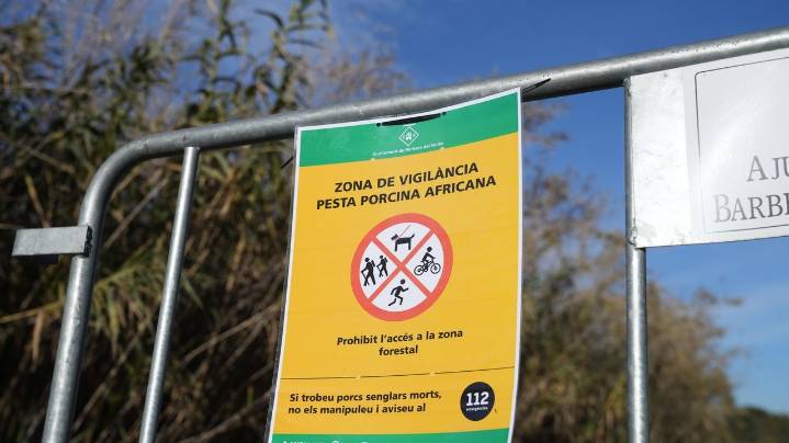 Cataluña acuerda con el sector comenzar el sacrificio de 30.000 cerdos sanos cerca del foco de la peste