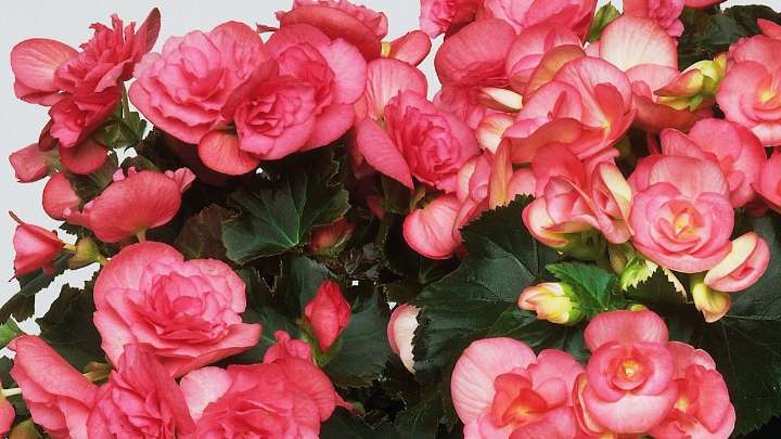 The one plant you need to keep alive through winter (so it thrives in spring)