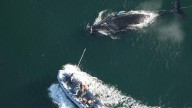 Wildlife officials track entangled right whale off Georgia coast as first calves of the season appear
