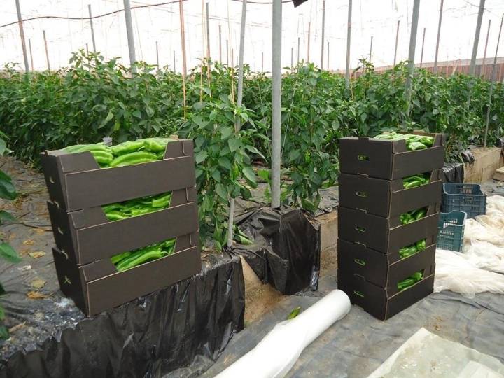 UGT y CCOO reclaman avances en el convenio hortofrutícola con una protesta