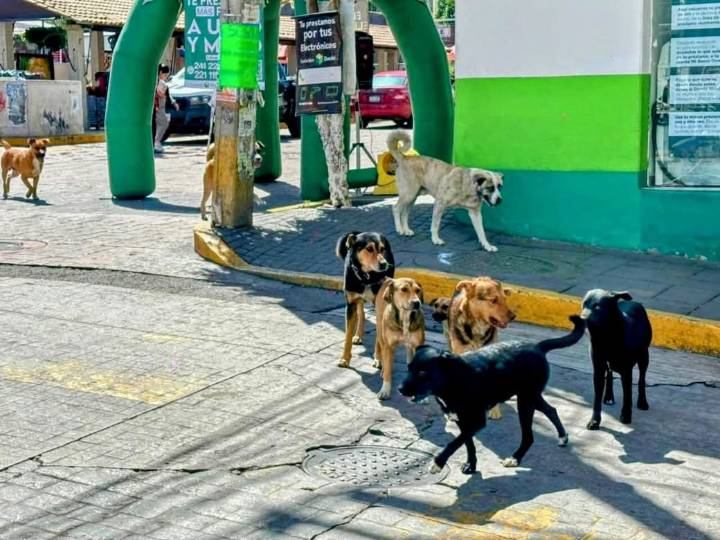 Exigen Acción Urgente: OCPA Respalda a Diputada ante maltrato animal en Tlaxcala