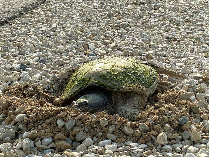 Greenbelt Foundation to help fund Bognor Marsh turtle boxes