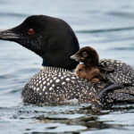 More loons are filling Maine’s lakes with their ghost
