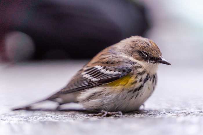 Operation feathered friend: What to do with an injured bird in NYC