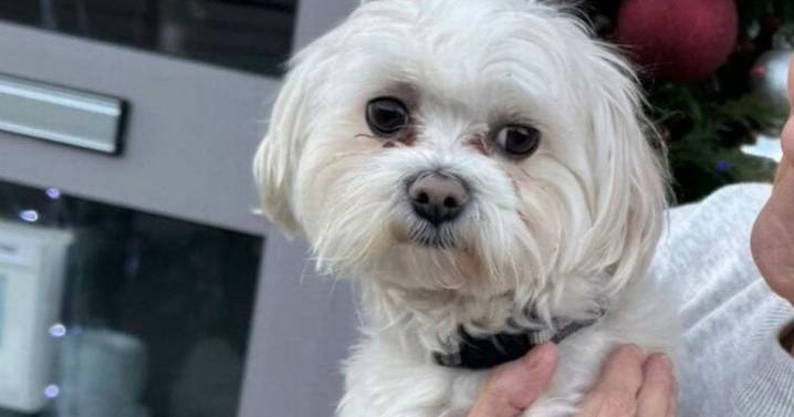 Scots family reunited with missing dog 18 months later in 'Christmas miracle'